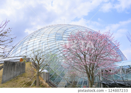 Tottori Flower Corridor: Spring flowers in full bloom 124807233