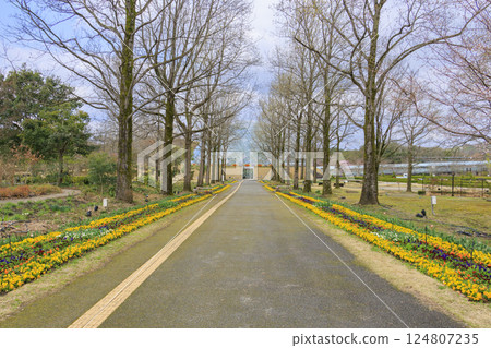 Tottori Flower Corridor: Spring flowers in full bloom Tottori Flower Corridor: Spring flowers in full bloom 124807235