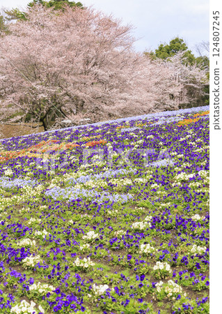 鳥取花迴廊:春天百花齊放 鳥取花迴廊:春天百花齊放 124807245