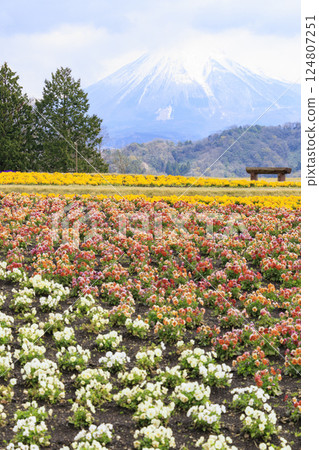 Tottori Flower Corridor: Spring flowers in full bloom Tottori Flower Corridor: Spring flowers in full bloom 124807251