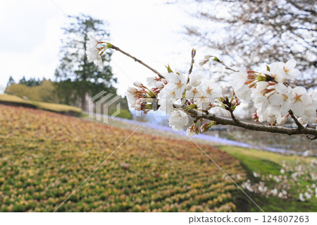鳥取花迴廊:春天百花齊放 鳥取花迴廊:春天百花齊放 124807263