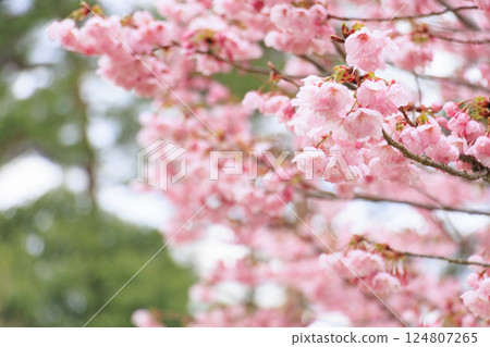 Tottori Flower Corridor: Spring flowers in full bloom 124807265