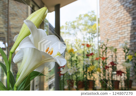 鳥取花迴廊：春天百花齊放 124807270