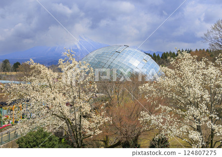 鳥取花迴廊：春天百花齊放 124807275