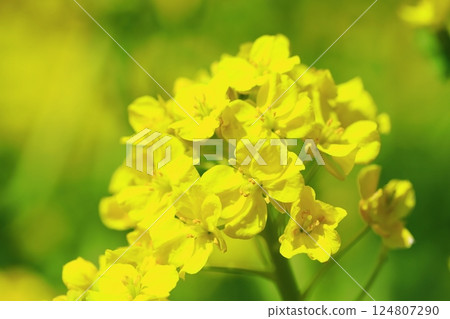 Rapeseed field Rapeseed field 124807290