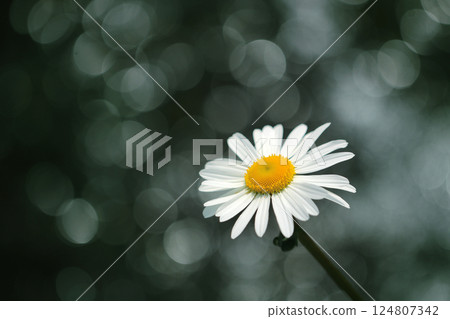 A single white margaret flower on a bronze background with a beautiful bokeh pattern by the water (natural macro photography) A single white margaret flower on a bronze background with a beautiful bokeh pattern by the water (natural macro photography) 124807342