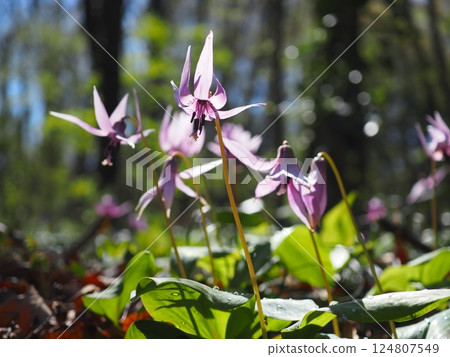 雨後舞動的紫羅蘭（20250404110421） 124807549