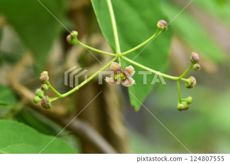 小的 Tsuribana 花和花蕾 小的 Tsuribana 花和花蕾 124807555