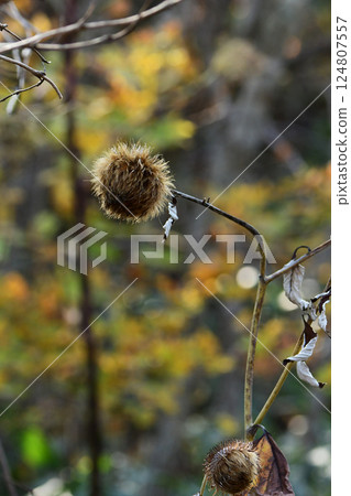 Oyamabokuchi in the mountains in late autumn Oyamabokuchi in the mountains in late autumn 124807557