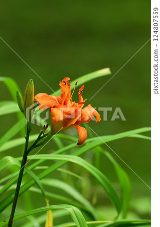 甘草花 甘草花 124807559