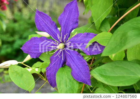 Purple clematis in summer 124807560