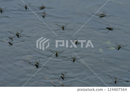 Water striders floating in the pond Water striders floating in the pond 124807564