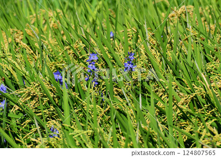 Monochoria korsakowii growing in a rice field in summer 124807565