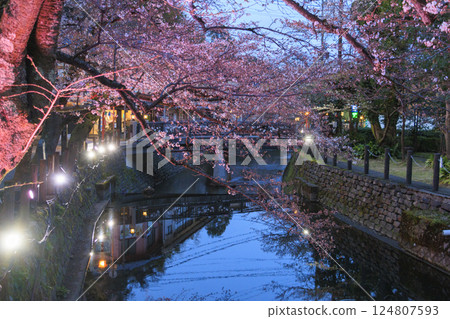 Kinosaki Onsen in spring: Cherry blossoms illuminated at night 124807593