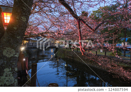 Kinosaki Onsen in spring: Cherry blossoms illuminated at night Kinosaki Onsen in spring: Cherry blossoms illuminated at night 124807594