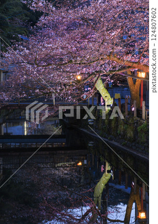 Kinosaki Onsen in spring: Cherry blossoms illuminated at night Kinosaki Onsen in spring: Cherry blossoms illuminated at night 124807602