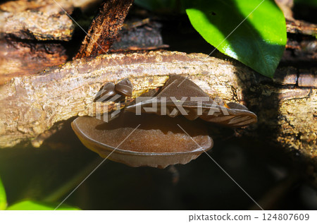Delicious wild wood ear mushrooms growing on fallen trees in a dark woodland (macro flash photography) Delicious wild wood ear mushrooms growing on fallen trees in a dark woodland (macro flash photography) 124807609