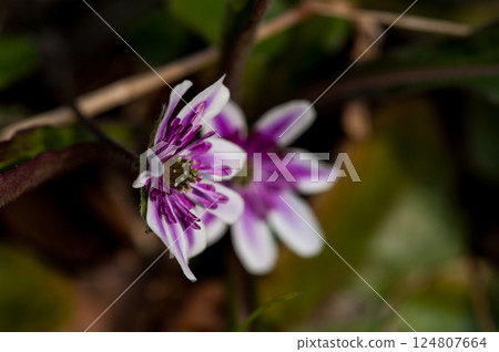 Snow Bunny Purple 124807664