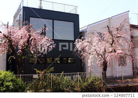 Weeping cherry blossoms blooming along the Myoshoji River in the April sunshine (1) 124807711