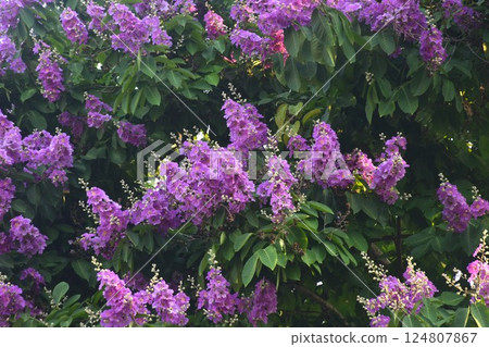 Bungor tree purple flower blooming from branch in garden on summer 124807867
