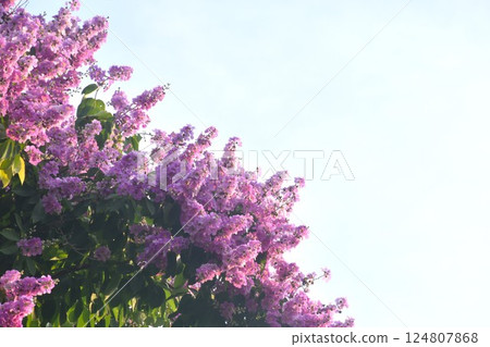 Bungor tree purple flower blooming from branch in garden on summer Bungor tree purple flower blooming from branch in garden on summer 124807868