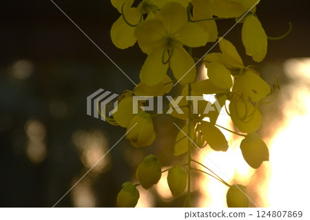 golden shower tropical flower blooming making colorful summer in garden golden shower tropical flower blooming making colorful summer in garden 124807869