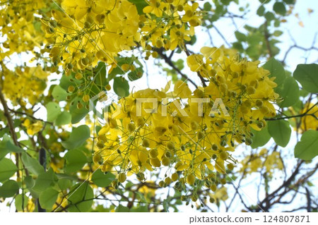 golden shower tropical flower blooming making colorful summer in garden golden shower tropical flower blooming making colorful summer in garden 124807871