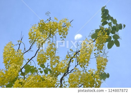 golden shower tropical flower blooming making colorful summer and moon in garden golden shower tropical flower blooming making colorful summer and moon in garden 124807872