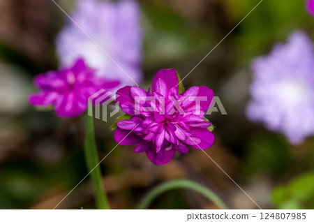 雪花蓮，紅色，紅紫色，千層花 124807985