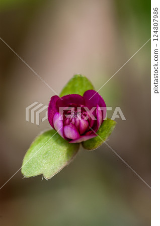 雪花蓮 紅色 紅色 紫色 124807986