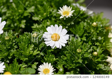 North pole North pole 124808149