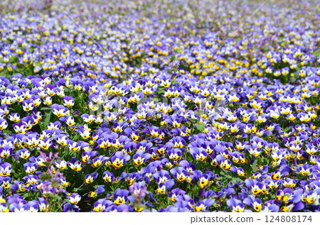 Viola flowers blooming in the flowerbed Viola flowers blooming in the flowerbed 124808174