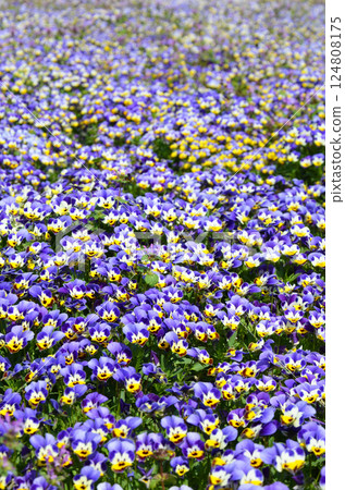 Viola flowers blooming in the flowerbed Viola flowers blooming in the flowerbed 124808175