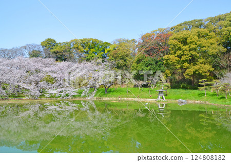 櫻花盛開的水邊風景（大阪鶴見綠地公園） 124808182