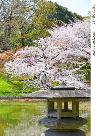 蒼鷺棲息在石燈籠旁，櫻花盛開的水邊風景（大阪鶴見綠地公園） 124808183