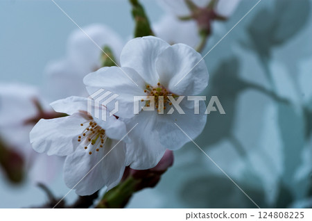 Sakura Somei Yoshino (Yoshino cherry tree) 124808225