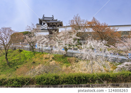 Fukuchiyama Castle with cherry blossoms in full bloom Fukuchiyama Castle with cherry blossoms in full bloom 124808263