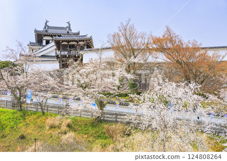 Fukuchiyama Castle with cherry blossoms in full bloom Fukuchiyama Castle with cherry blossoms in full bloom 124808264