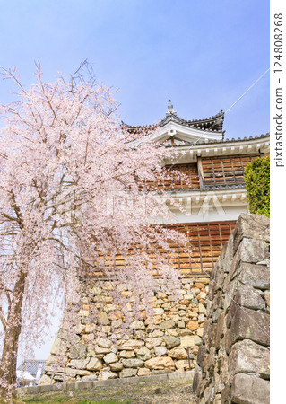櫻花盛開的福知山城 櫻花盛開的福知山城 124808268