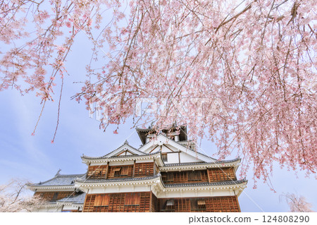 Fukuchiyama Castle with cherry blossoms in full bloom Fukuchiyama Castle with cherry blossoms in full bloom 124808290