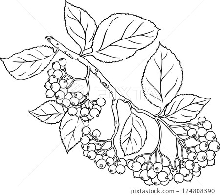 Black Rowan Branch with Berries  Outline Illustration. 124808390