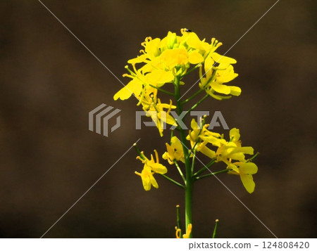 河岸上的油菜花:油菜花和油菜花:銀河堤 河岸上的油菜花:油菜花和油菜花:銀河堤 124808420