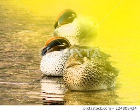 Migratory birds: Eurasian teal & flocks: pair: Milky Way: Hirakata City, Osaka Prefecture 124808424
