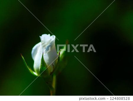 白玫瑰花蕾 124808528