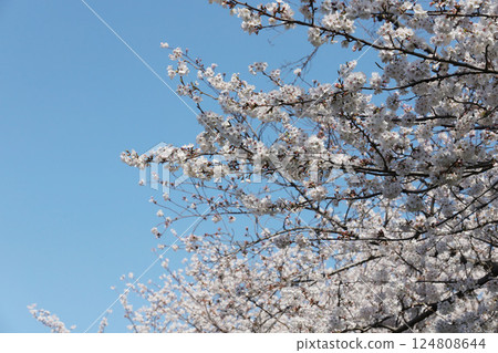 Cherry blossoms, Iwakura City, Cherry Blossom Festival, Gojo River 124808644