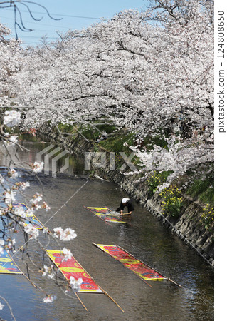 Cherry blossoms, Iwakura City, Cherry Blossom Festival, Gojo River 124808650