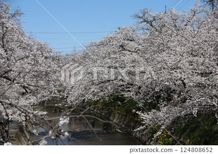 Cherry blossoms, Iwakura City, Cherry Blossom Festival, Gojo River 124808652