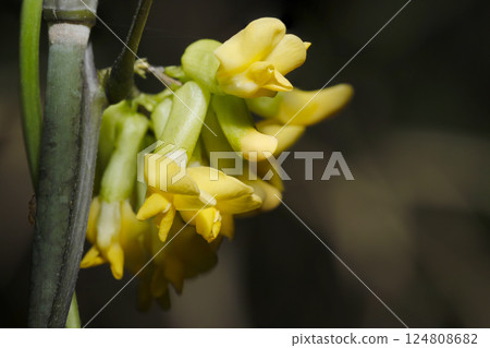 黃野豌豆花特寫（自然光+閃光燈微距特寫） 124808682