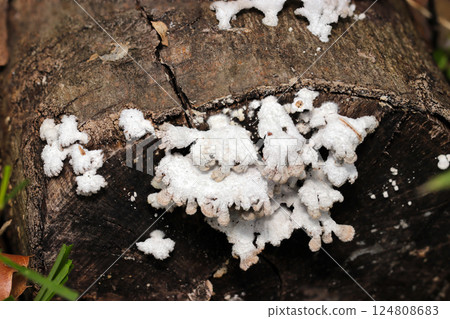 一群蓬鬆的白色裂褶菌菇生長在厚厚的腐爛樹幹上（自然環境中的閃光燈+微距特寫） 124808683