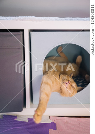 Cat lounging playfully inside a cozy box with a relaxed pose in a home setting Cat lounging playfully inside a cozy box with a relaxed pose in a home setting 124808811